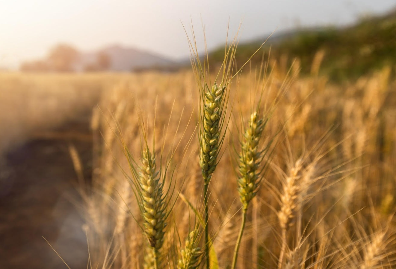Valores que nos impulsan
